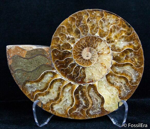 Inch Split Ammonite (Half) #2647